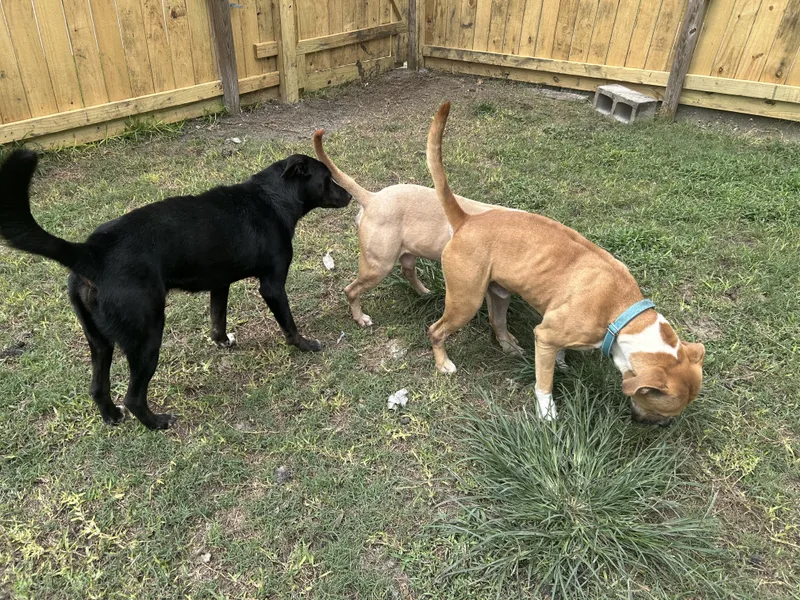 An adult medium-sized male Pit Bull Terrier dog named Blaze for adoption in Pearland, TX