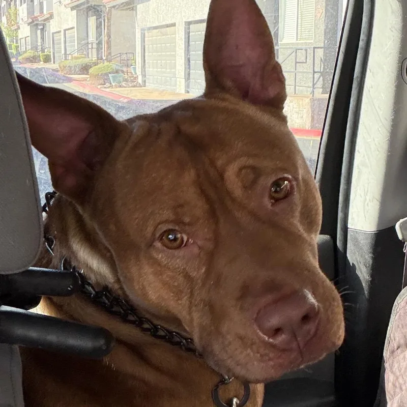 An adult large-sized male Yellow / Tan / Blond / Fawn Pit Bull Terrier dog named Whiskey for adoption in Henderson, NV