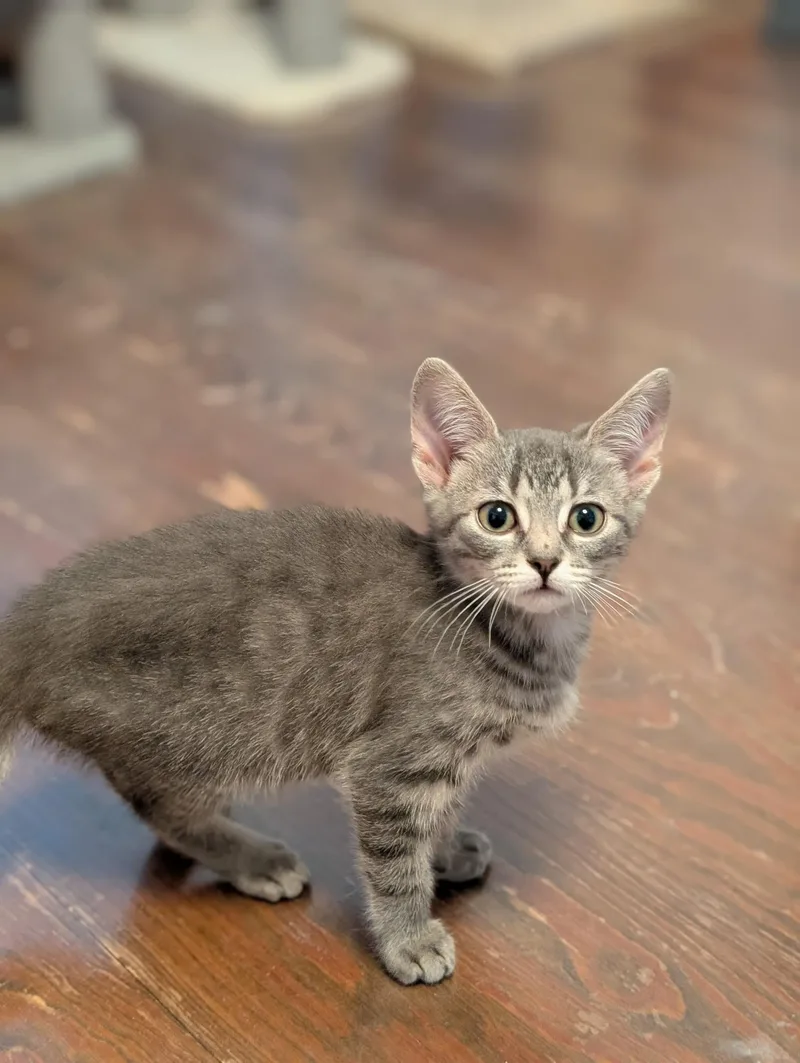A baby medium-sized female Tabby (Gray / Blue / Silver) Domestic Short Hair cat named Everest for adoption in Richmond, VA
