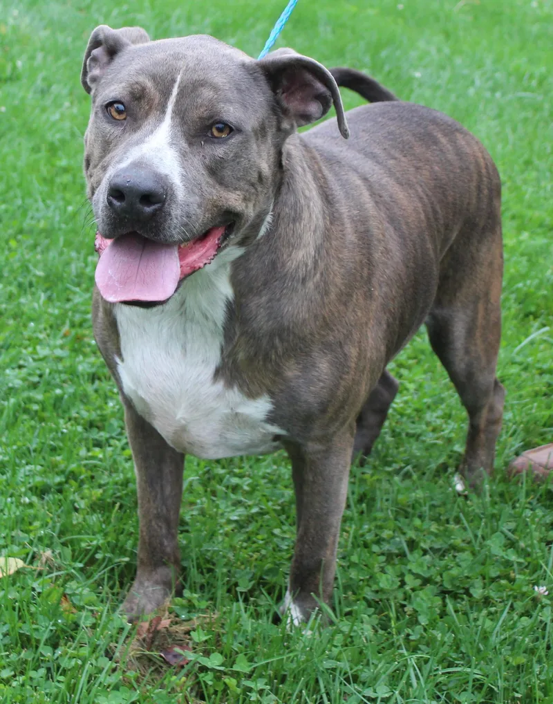 An adult large-sized male Pit Bull Terrier dog named Gordon for adoption in Heath, OH