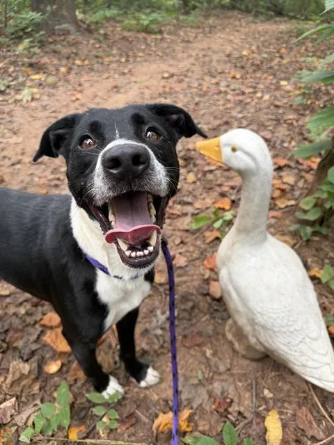 An adult medium-sized male Mixed Breed dog named Cutie Pie for adoption in Charlotte, NC