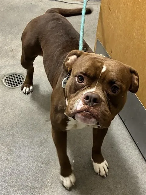 An adult large-sized male Staffordshire Bull Terrier dog named Reid for adoption in Upper Marlboro, MD