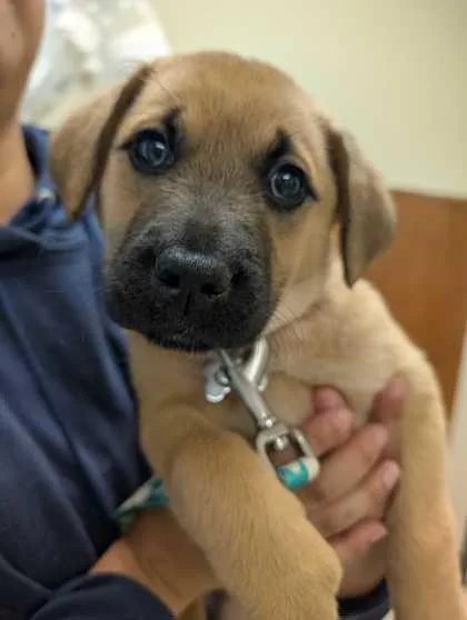 A baby small-sized female Shepherd dog named Coco for adoption in Burlington, WA