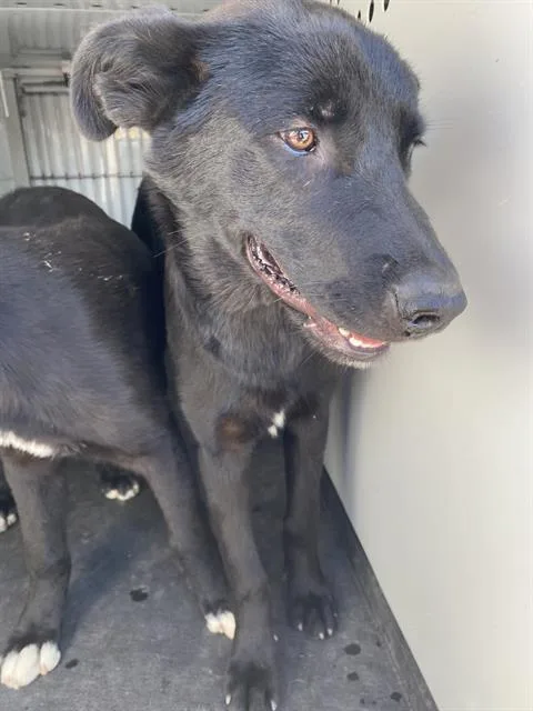 A baby medium-sized male Black Shepherd dog named Zeke  Urgent And for adoption in Thousand Oaks, CA