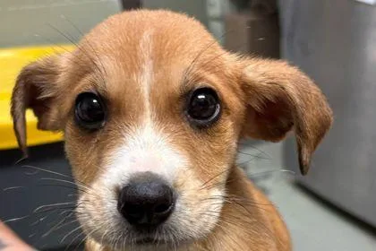 A baby small-sized male Hound dog named Tater for adoption in Westland, MI