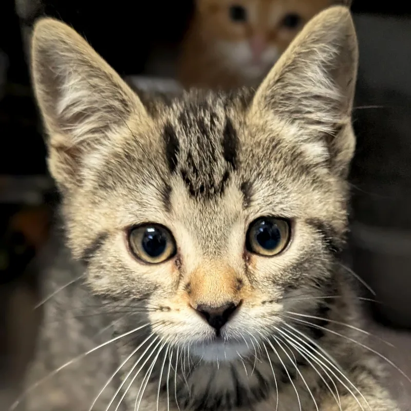 A baby medium-sized female Tabby (Brown / Chocolate) Domestic Short Hair cat named Piper for adoption in Jefferson, WI