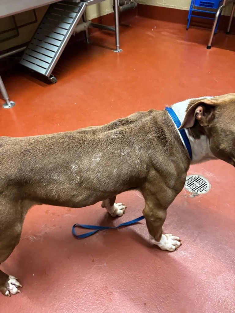 An adult large-sized male Pit Bull Terrier dog named Kuzco for adoption in Douglasville, GA