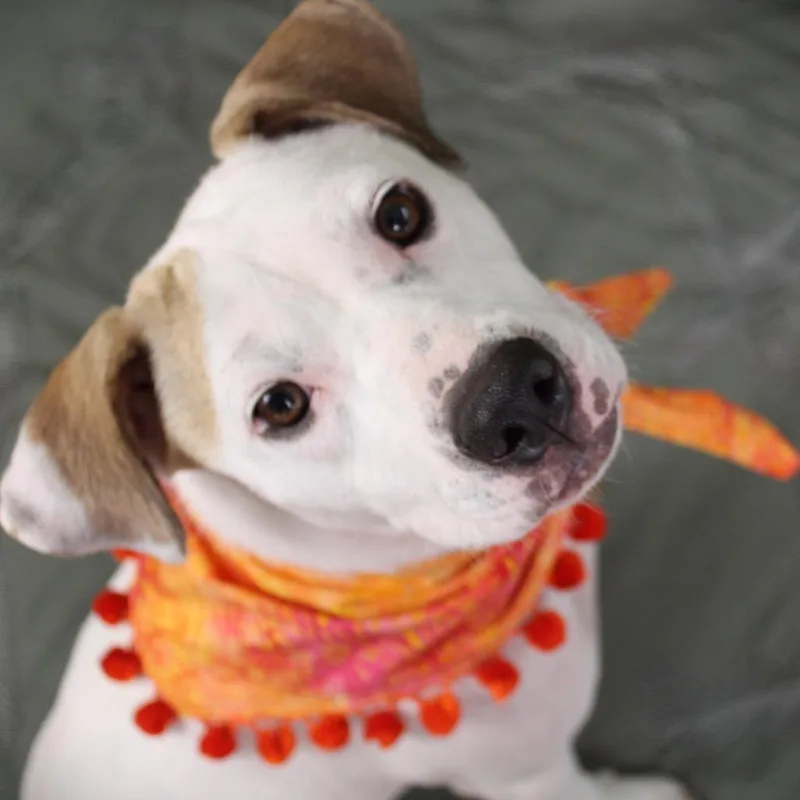 A young medium-sized female White / Cream Mixed Breed dog named Lalita for adoption in Cincinnati, OH