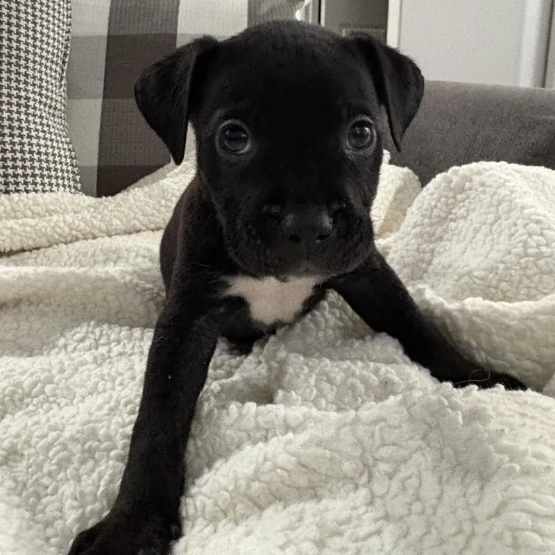 A baby small-sized male Black Pit Bull Terrier dog named Gus ~ Coming Soon!!! for adoption in Chicago, IL