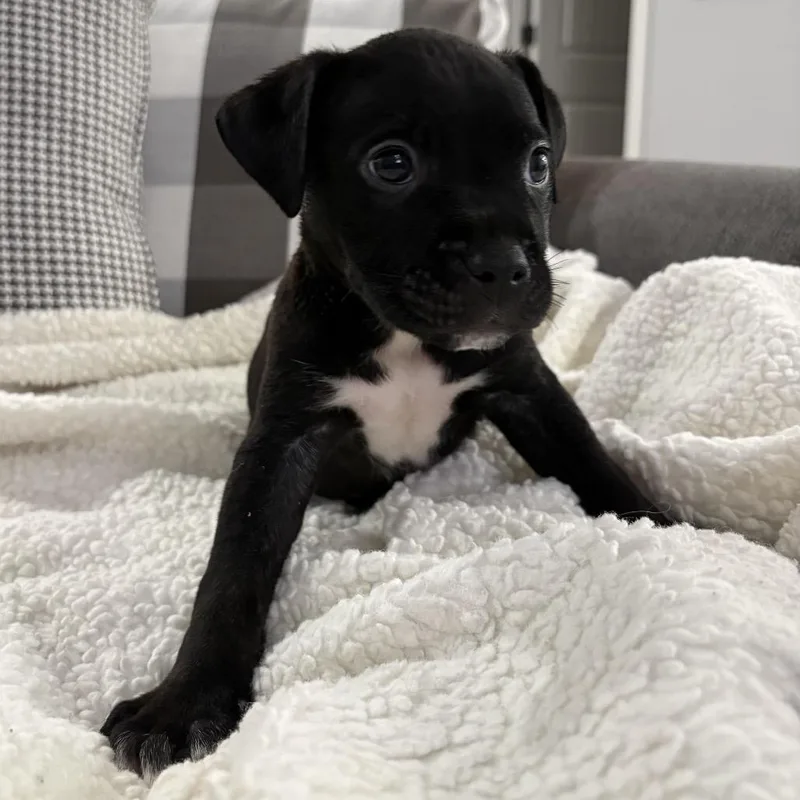 Gus ~ Coming Soon!!! thumbnail 2