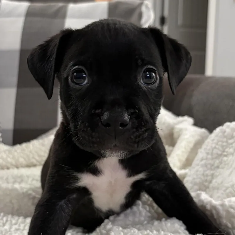 Gus ~ Coming Soon!!! thumbnail 3