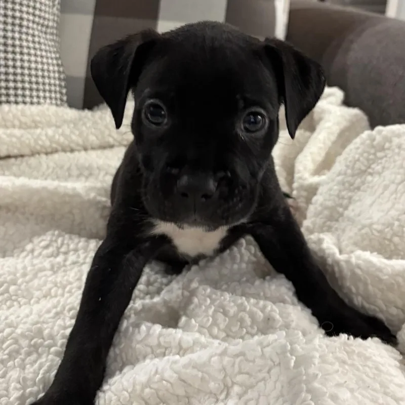 Gus ~ Coming Soon!!! thumbnail 4