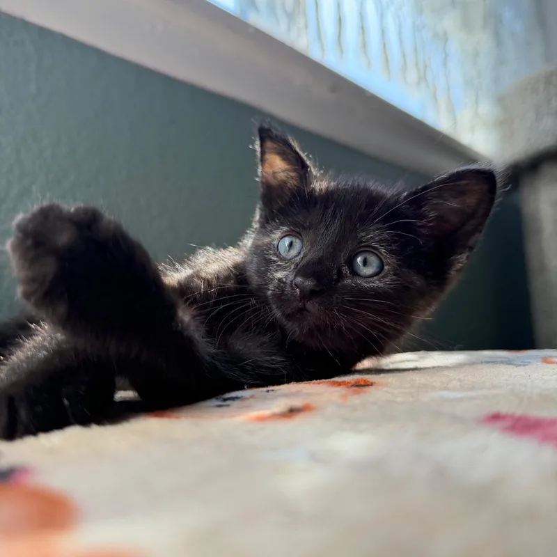 A baby medium-sized female Tortoiseshell cat named Hershey for adoption in San Juan Capistrano, CA