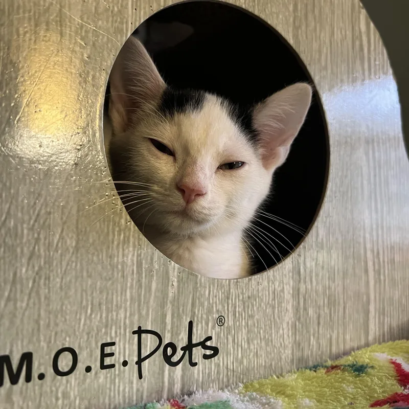 A baby small-sized male Domestic Short Hair cat named Rain for adoption in Johnson City, TN