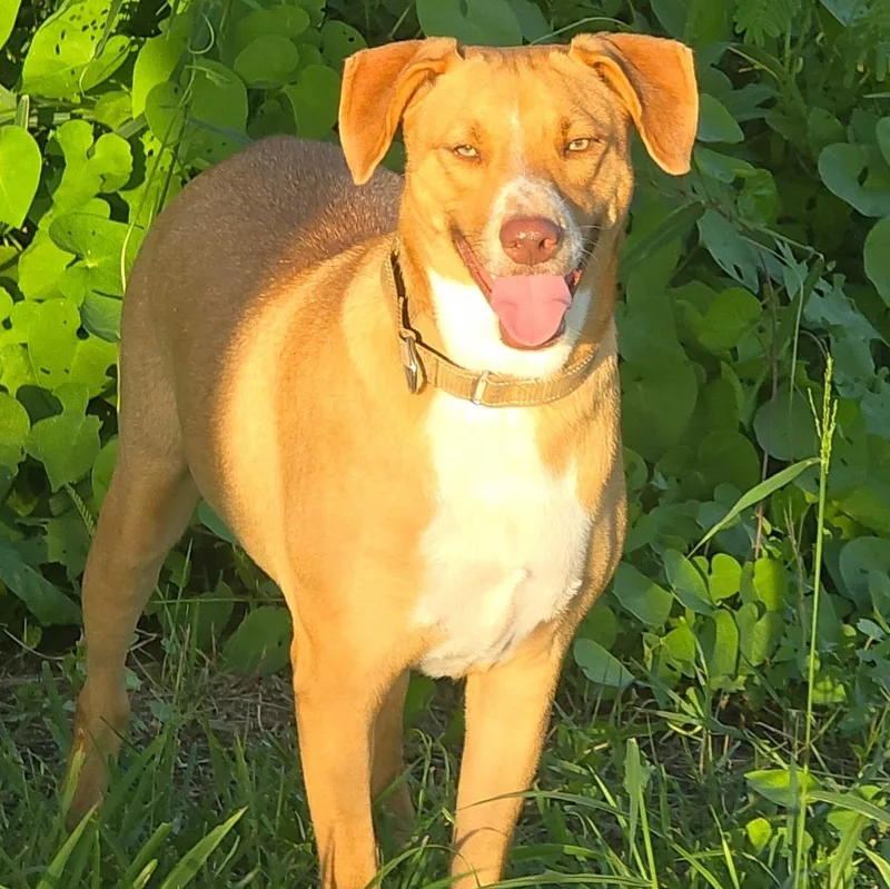 Carmelo