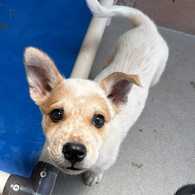 A baby small-sized female White / Cream Cattle Dog dog named Tilly for adoption in Santa Barbara, CA