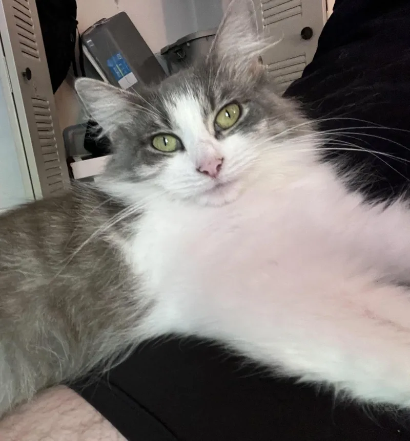 A young medium-sized female Gray & White Domestic Medium Hair cat named Sugar Muffin for adoption in Cincinnati, OH