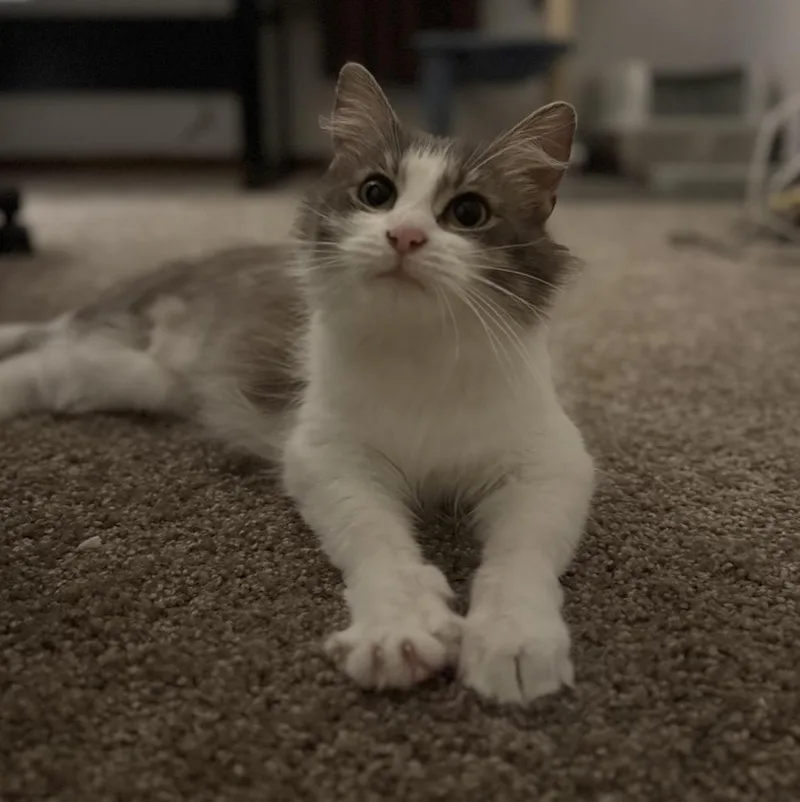 Sugar Muffin thumbnail 2