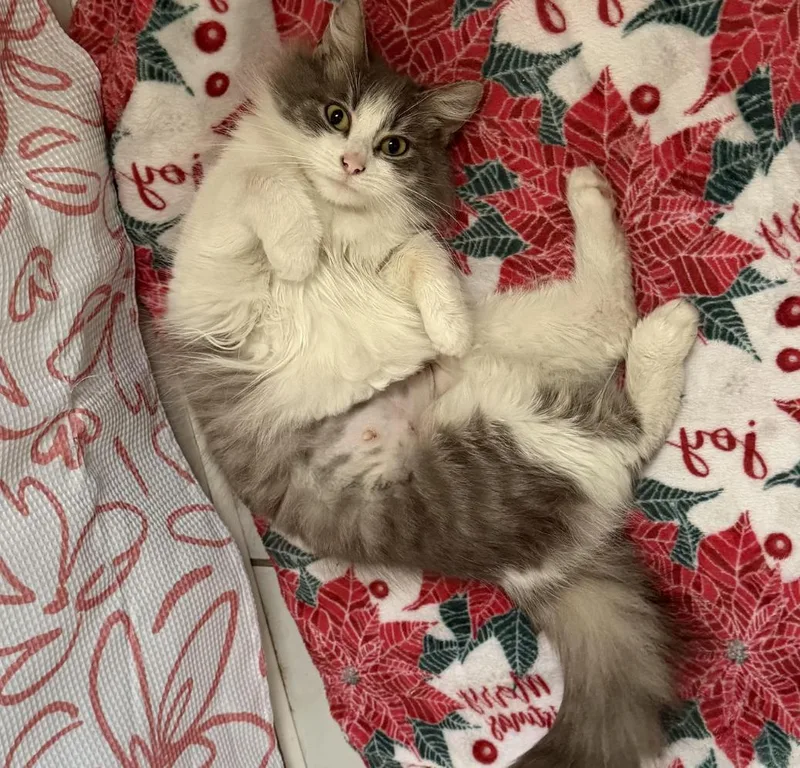 Sugar Muffin thumbnail 3