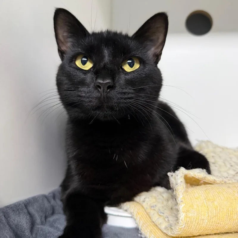 A young medium-sized female Domestic Short Hair cat named Ladybug for adoption in Waynesville, NC