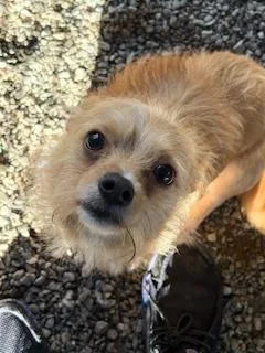 A young small-sized female Golden Yorkshire Terrier dog named Birdie for adoption in Tifton, GA