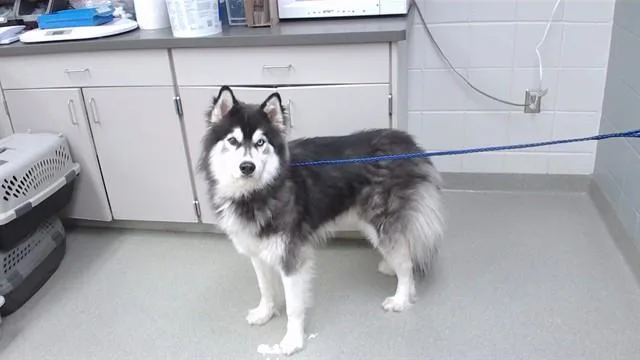 A young medium-sized male Husky dog named Kyro for adoption in Omaha, NE