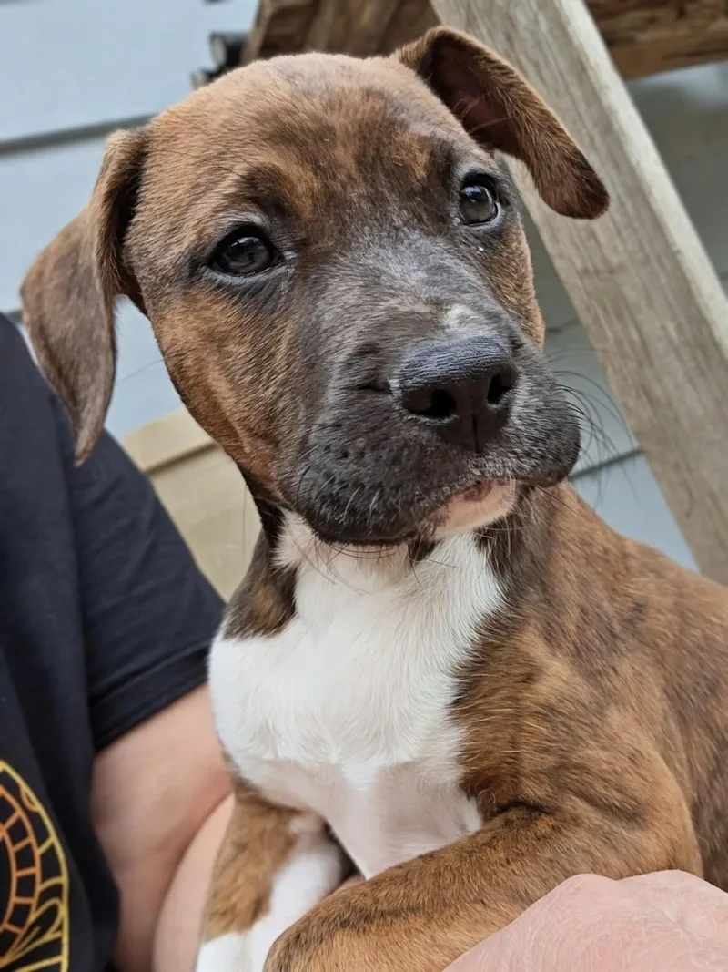 A baby medium-sized male Brindle Mixed Breed dog named Arlow for adoption in Watertown, WI