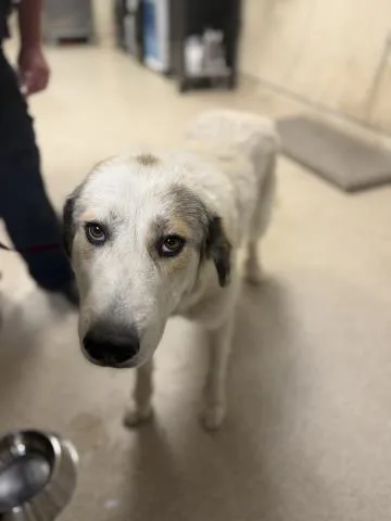 A young large-sized female Great Pyrenees dog named Emma Frost for adoption in Riverside, CA