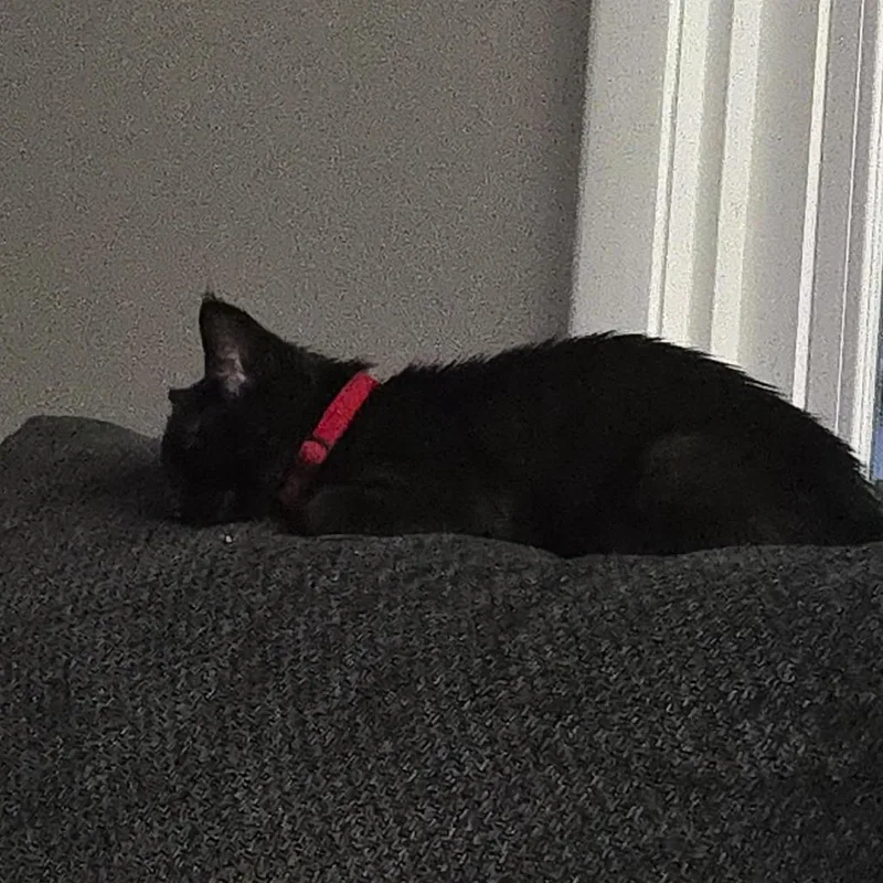 A baby small-sized female Black Domestic Short Hair cat named Doo C for adoption in Minnetonka, MN