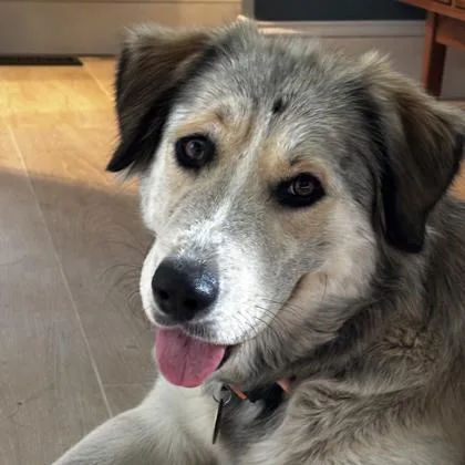 A young large-sized female Sable Great Pyrenees dog named Ginger for adoption in Atlanta, GA