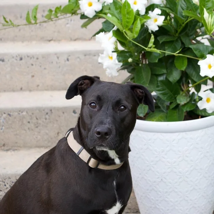 A young medium-sized male Black Labrador Retriever dog named Big Murph for adoption in Houston, TX
