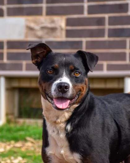 An adult medium-sized female Mixed Breed dog named Golly Gosh for adoption in Chamblee, GA