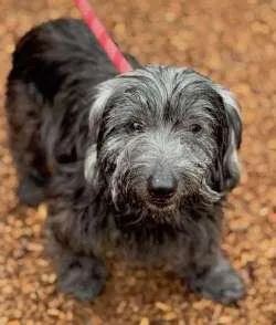 A senior small-sized male Gray / Blue / Silver Tibetan Terrier dog named Zoro for adoption in Sudbury, MA