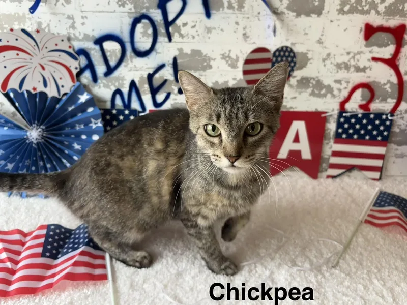 A young medium-sized female Tabby (Brown / Chocolate) Domestic Short Hair cat named Chickpea for adoption in queen creek, AZ
