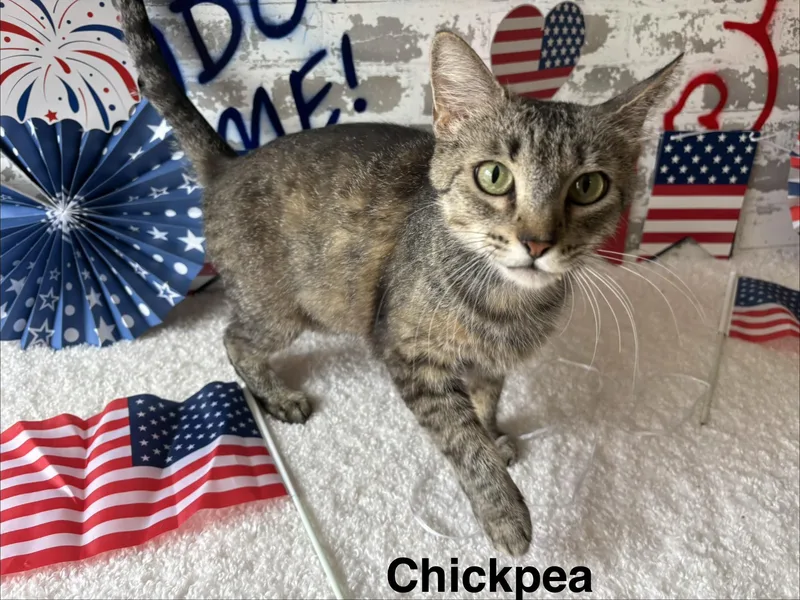 Chickpea thumbnail 2