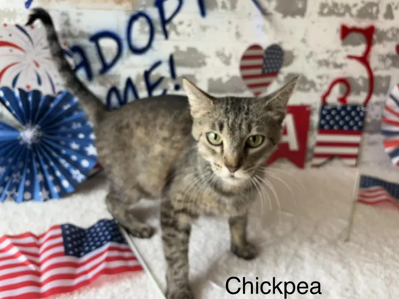 Chickpea thumbnail 3