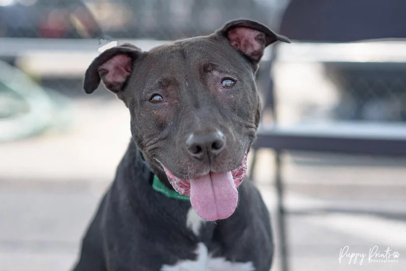 A senior medium-sized female American Staffordshire Terrier dog named Lilo for adoption in Pittsboro, NC