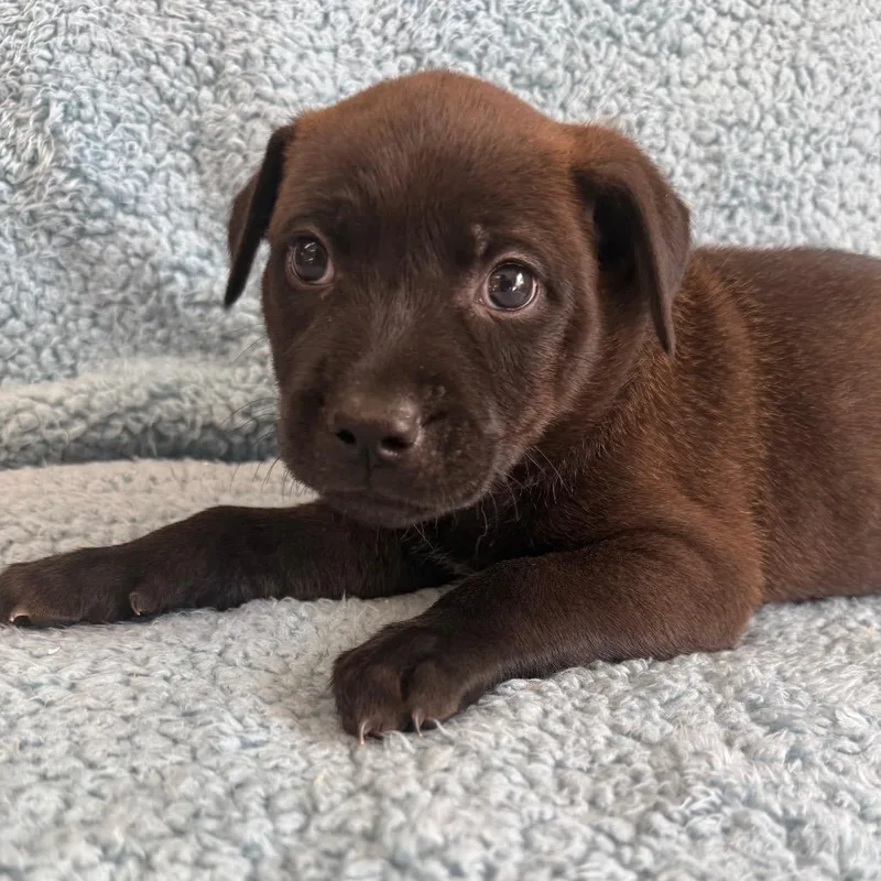 A baby medium-sized male Brown / Chocolate Cattle Dog dog named Diesel for adoption in St. Peters, MO