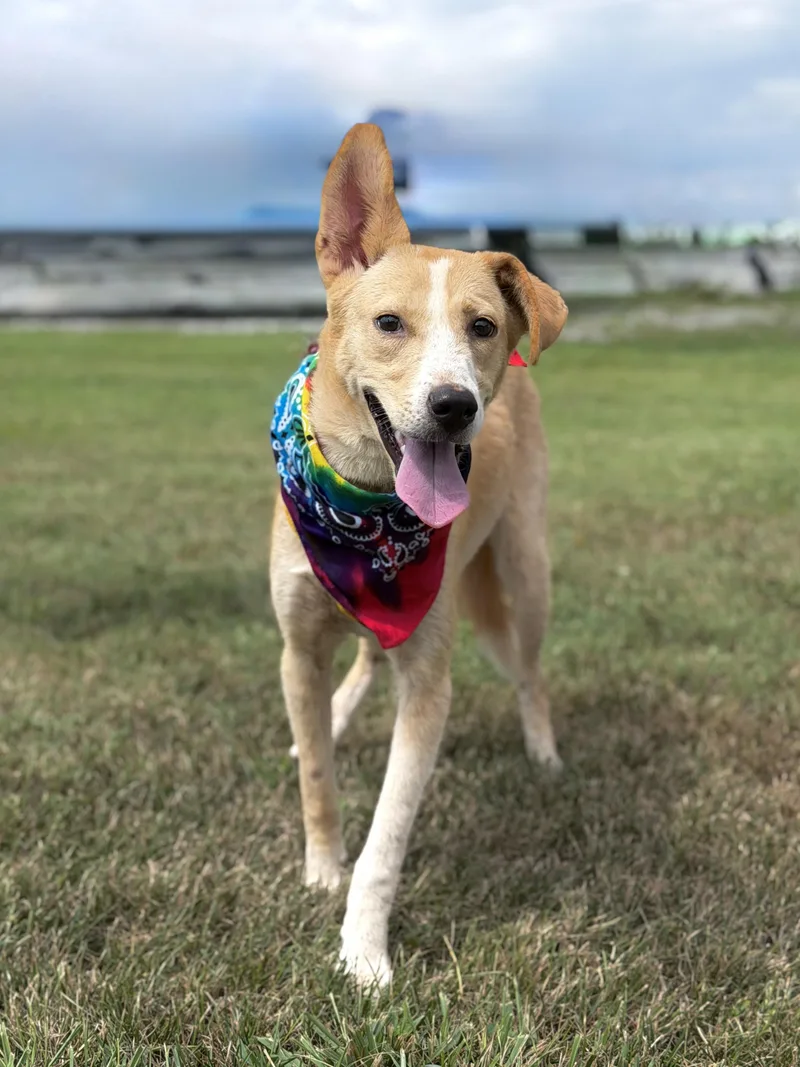 A young medium-sized female Yellow / Tan / Blond / Fawn Shepherd dog named Penny for adoption in Maryville, TN
