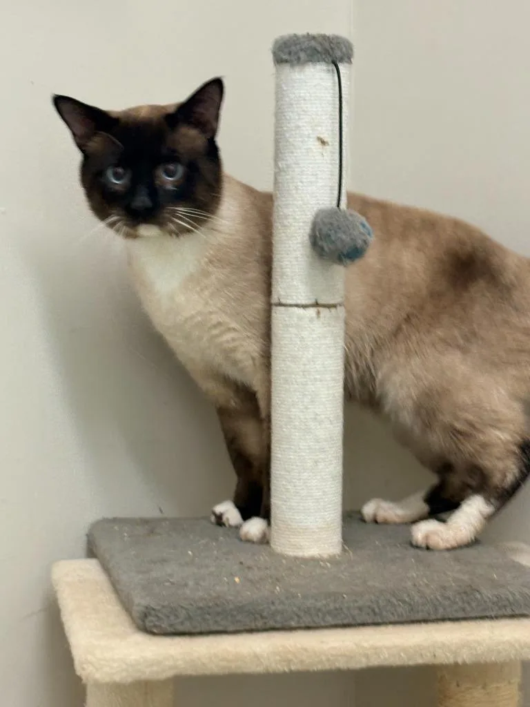An adult small-sized male Siamese cat named Steel for adoption in Albany, GA