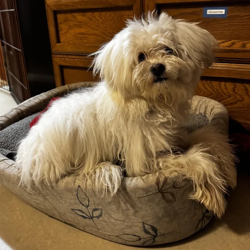 A young small-sized male White / Cream Maltese dog named Gordo for adoption in Bellingham, WA