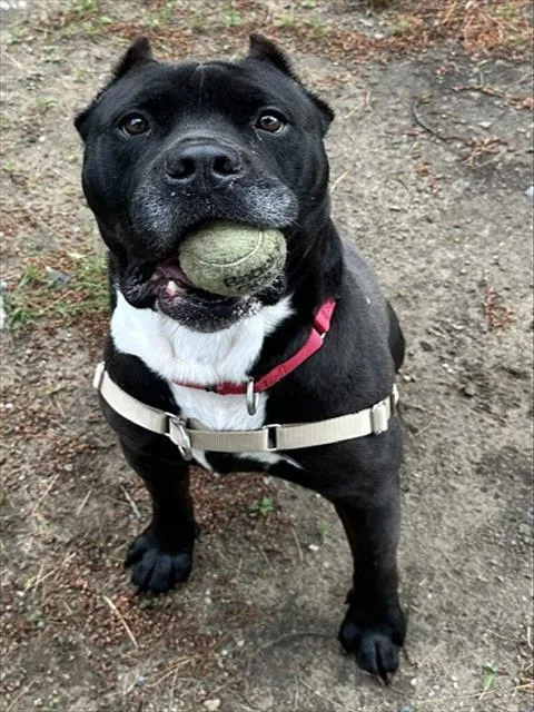 An adult medium-sized male Cane Corso dog named Bubba for adoption in Dedham, MA