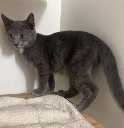 A baby small-sized male Domestic Short Hair cat named Stormie for adoption in Wilkesboro, NC