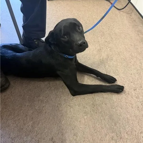 A young medium-sized male Black Terrier dog named Bud for adoption in Saint Louis, MO