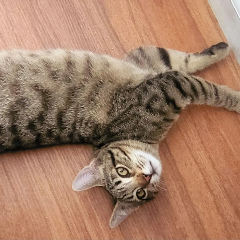 A young medium-sized male Tabby (Brown / Chocolate) Domestic Short Hair cat named Gazpacho for adoption in Benicia, CA