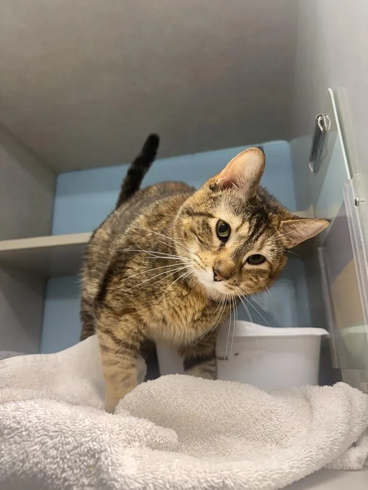 A senior medium-sized female Tortoiseshell Domestic Short Hair cat named Nora for adoption in Fort Walton Beach, FL