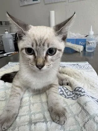A young small-sized male Domestic Short Hair cat named Alps for adoption in San Antonio, TX