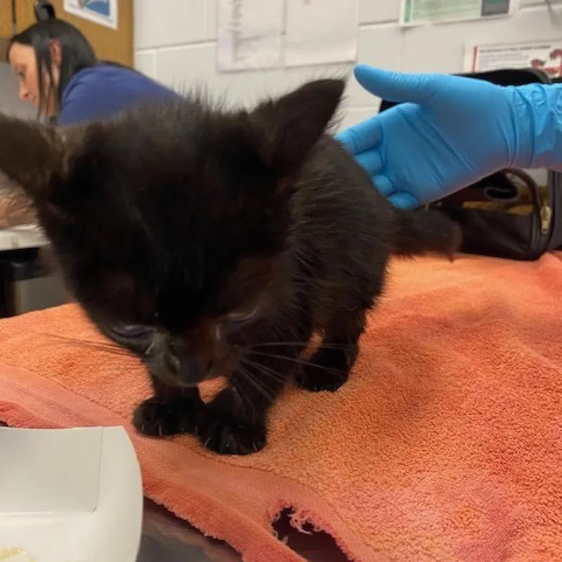 An adult medium-sized female Black Domestic Short Hair cat named Ramona FKA Panther for adoption in West Palm Beach, FL