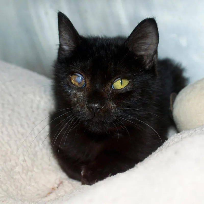 Ramona FKA Panther thumbnail 2