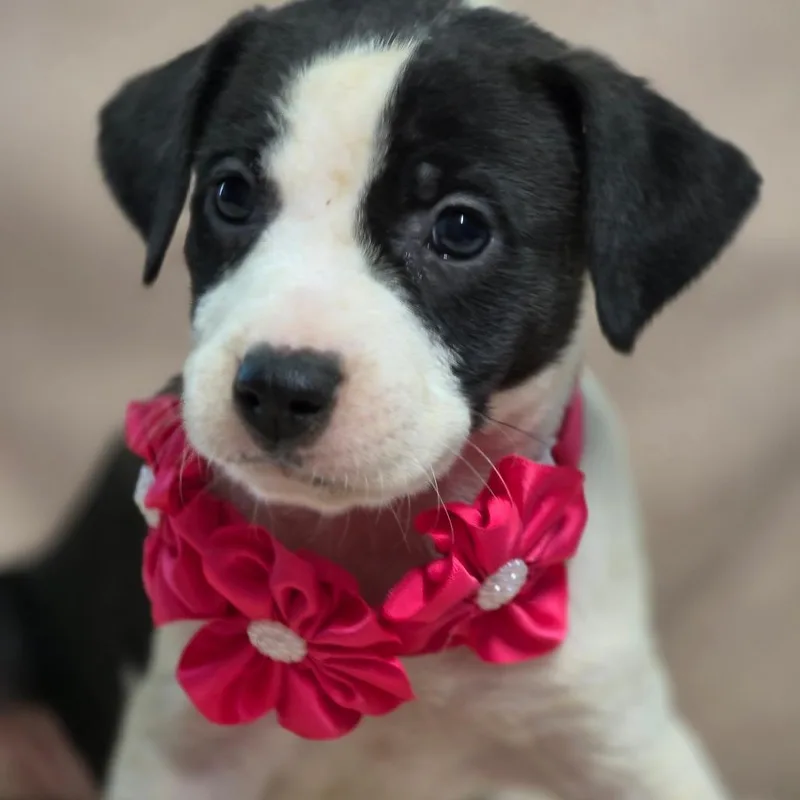 A baby medium-sized female Hound dog named Bashful for adoption in Wiggins, MS